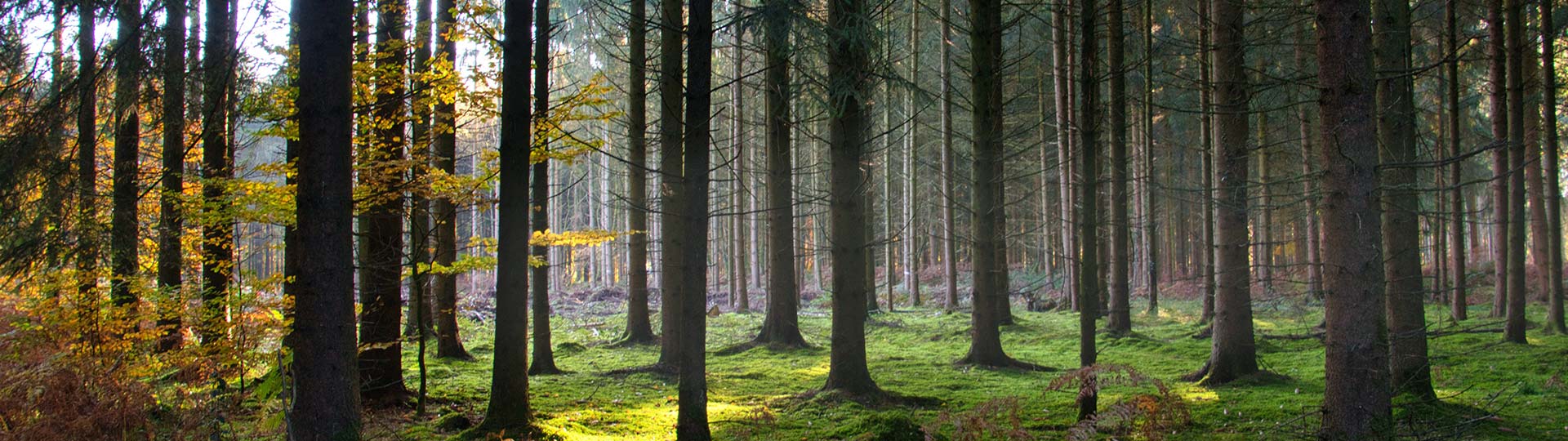 Schwarzwald